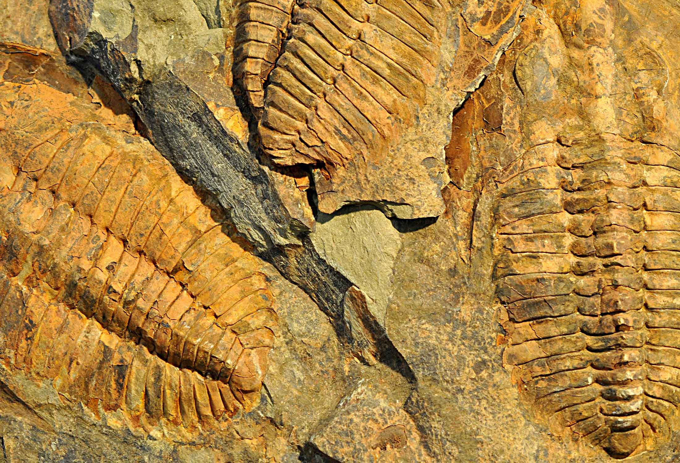 About the Department