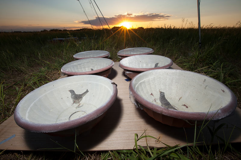 Christy Morrissey’s research showed birds that were orally treated with imidacloprid, a very commonly used neonicotinoid, became disoriented when they were put into circular cages.  [icon image]  Connor Stefanison / Audubon