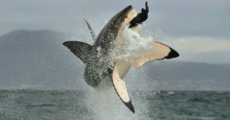 Great white shark