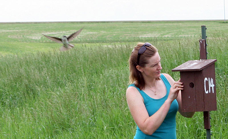 Christy Morrissey examines a tree swallow nestbox as part of research into the effects of neonicotinoids on the breeding biology and physiology of insectivorous birds.