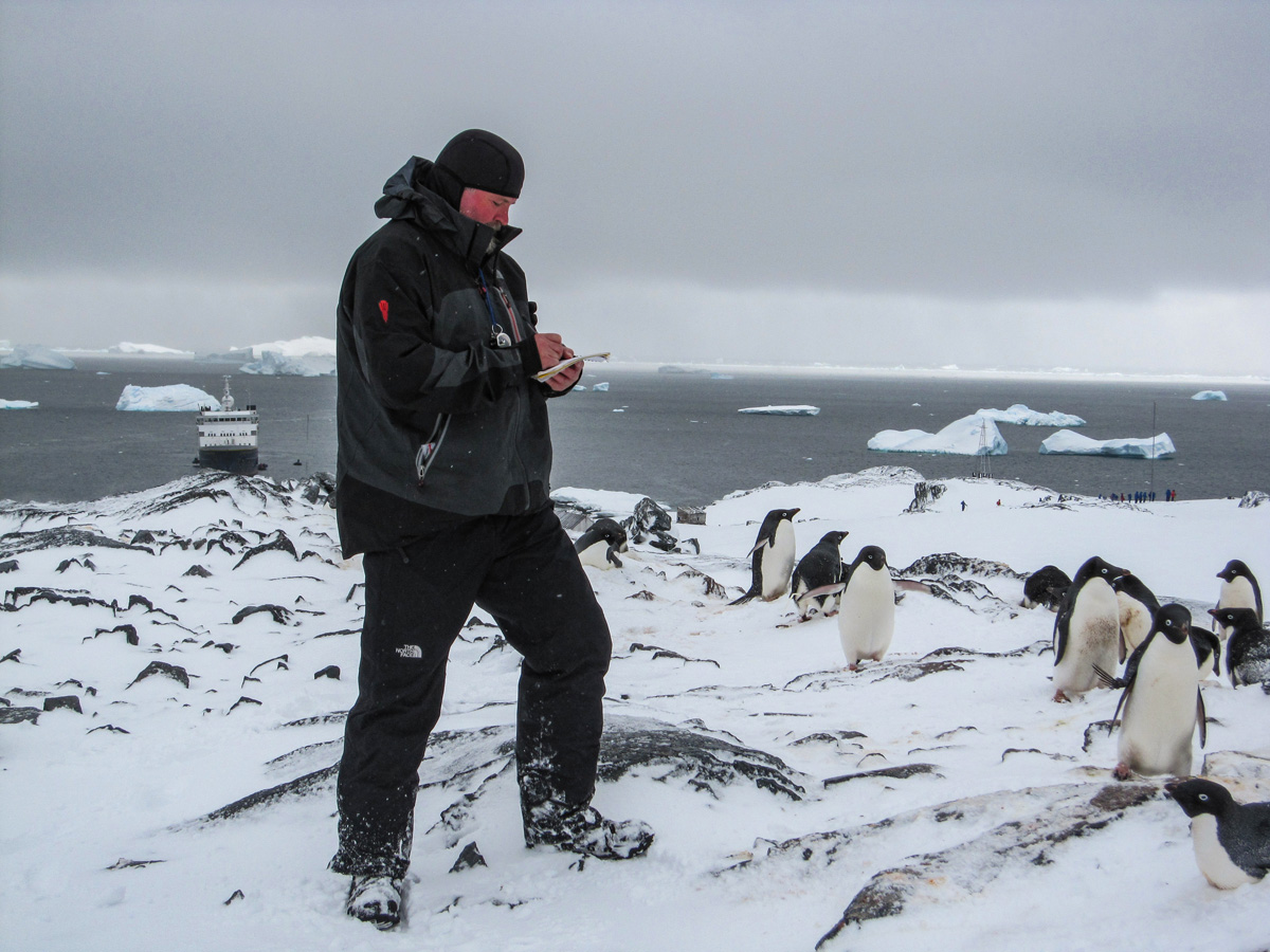 Adelie penguins