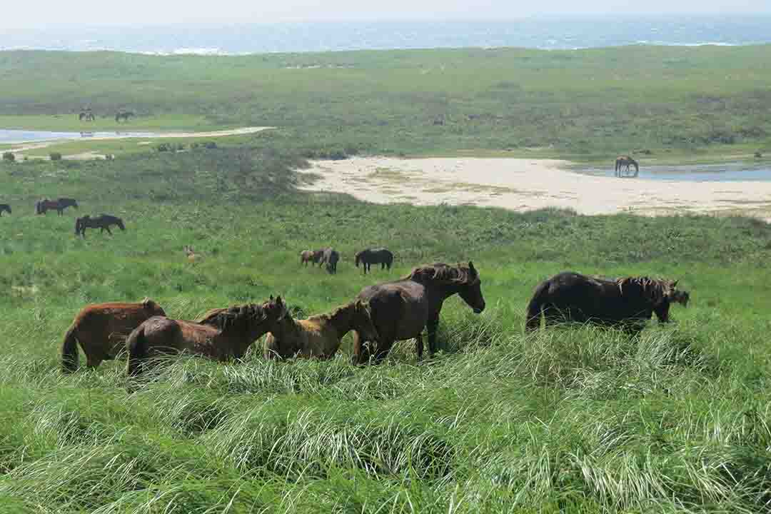 Wild Horses on Sable Island