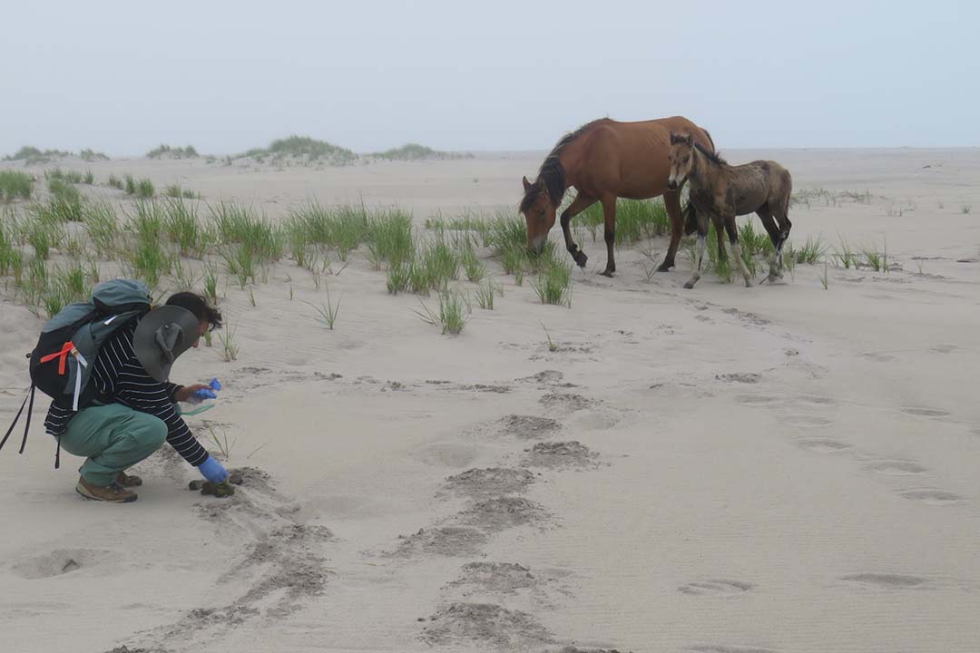 Olivia Andres near two wild horses