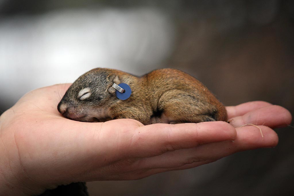 A Squirrel in the Hand is Worth the Whole World