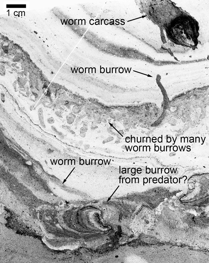 Worm tunnels