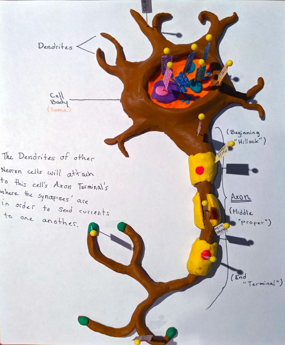 PSYCH 120 Model Neuron Fair - College of Arts and Science - University ...