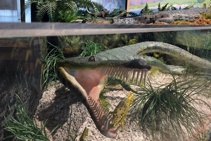 This reconstruction of a champsosaur on display at the T.rex Discovery Centre in Eastend, Sask., shows what the animal might have looked like in life. (Photography by Jack Milligan)