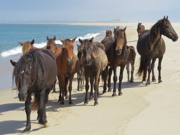 U Of S Scientists Probe Mystery Of Sable Island S Growing Wild Horse Population News Arts Science University Of Saskatchewan