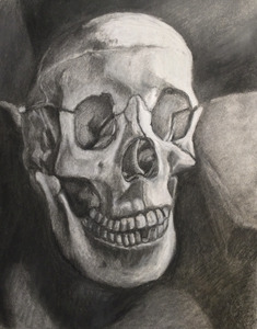 drawing of a human skull