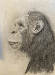 pencil sketch of an ape's head in profile