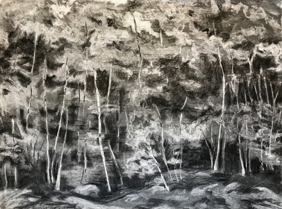 drawing of a forest