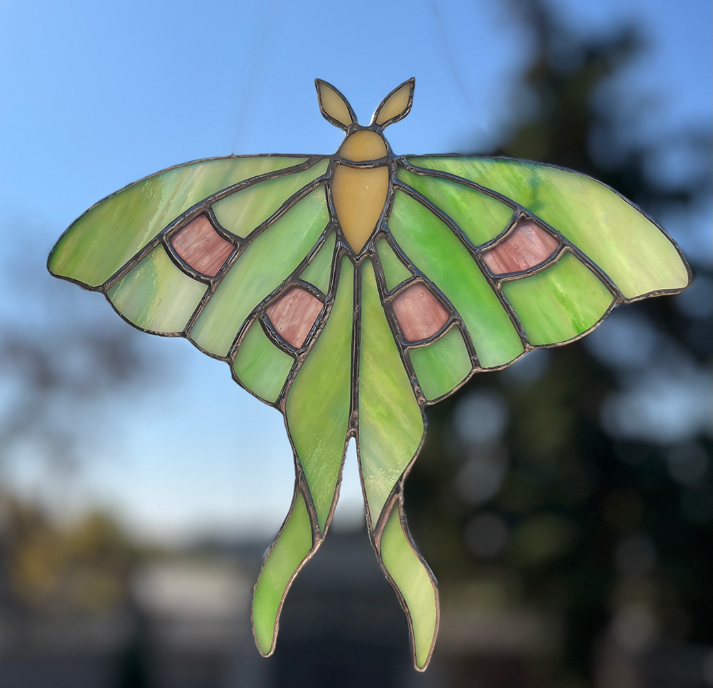 finke-moth.jpg
